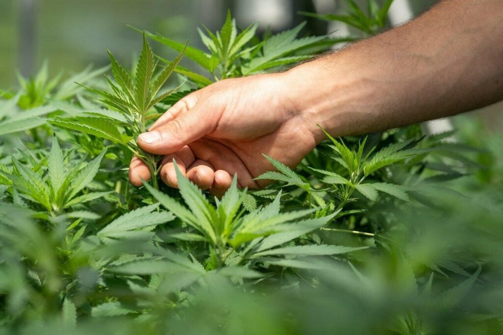 Qualitätsprüfung bestanden – Jetzt Cannabis Samen bestellen