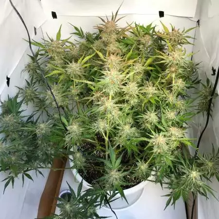 Pineapple Express #2: Die Spitze der Cannabis-Exzellenz!