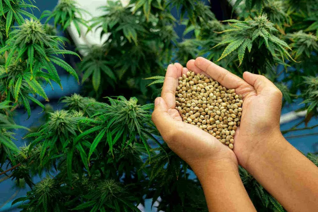 Cannabis Samen und internationale Handelsabkommen