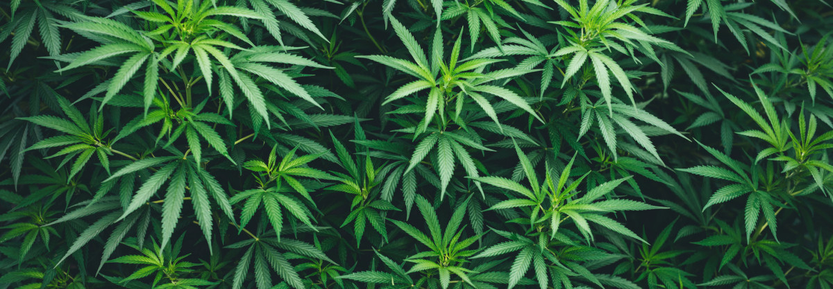 Bestellen ohne Klarna – Alternativen für den CBD-Kauf
