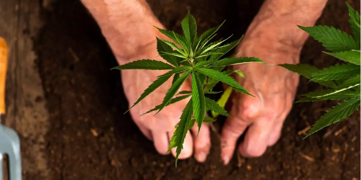 Die Zukunft ist grün: Wo man Cannabissamen für eine nachhaltige Zukunft kaufen kann