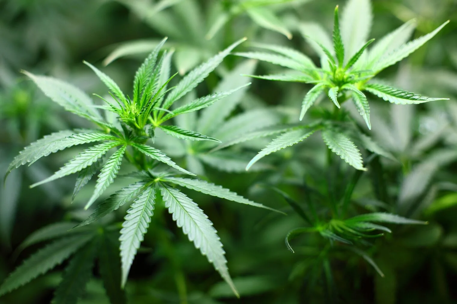 Qualitätsprüfung bestanden – Jetzt Cannabis Samen bestellen