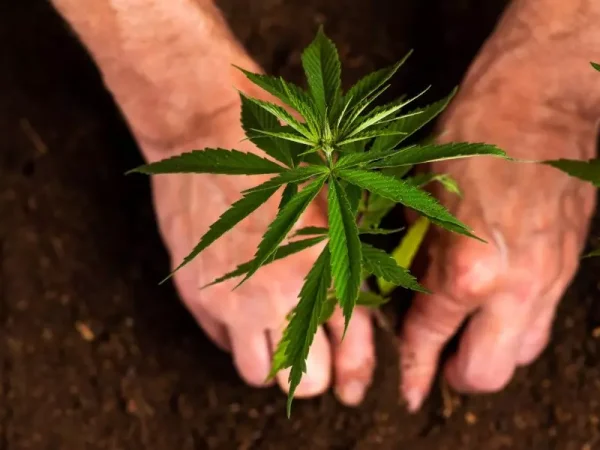 Die Zukunft ist grün: Wo man Cannabissamen für eine nachhaltige Zukunft kaufen kann
